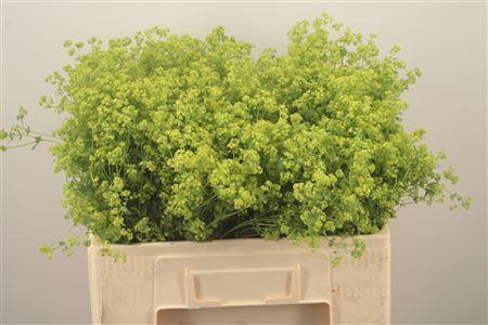 <h4>Alchemilla M Robustica</h4>