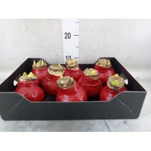 Hippeastrum   ...waxed H%