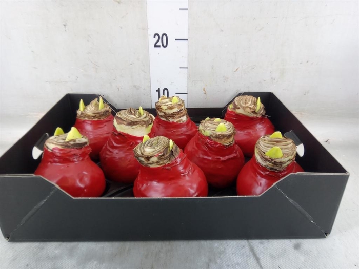 <h4>Hippeastrum   ...waxed H%</h4>