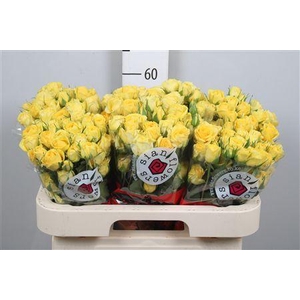 R Tr Golden Blossoms