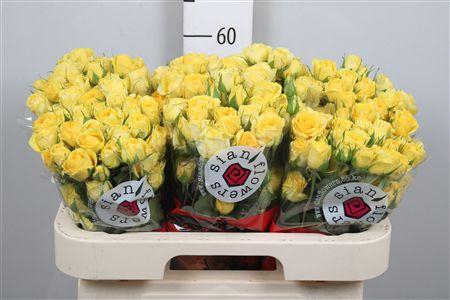 <h4>R Tr Golden Blossoms</h4>