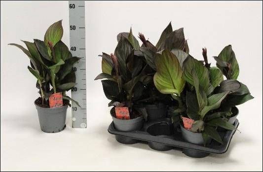 <h4>CANNA ISLAND S GEM</h4>