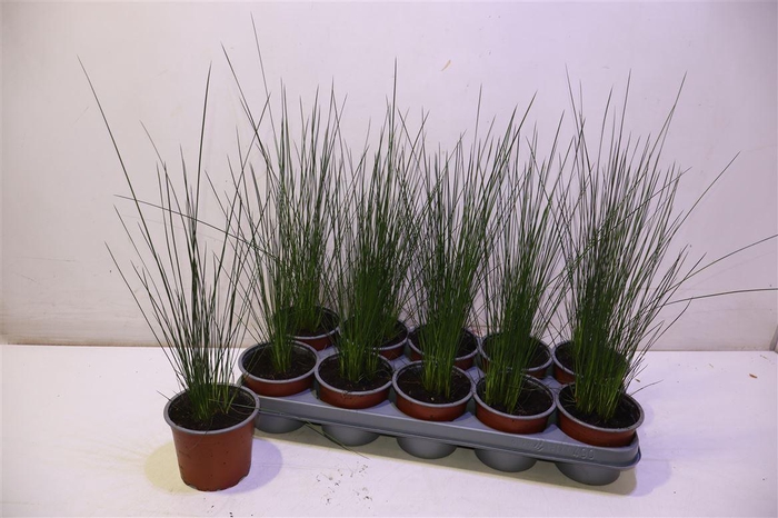 <h4>arr8 Juncus Penc Grass</h4>