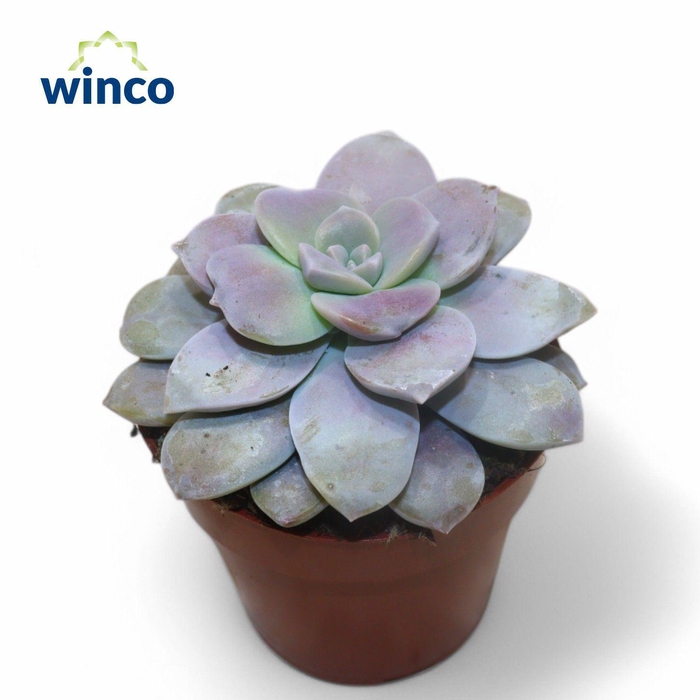 <h4>Graptopetalum Superbum</h4>