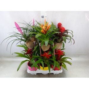 Bromelia   ...on wood  H%