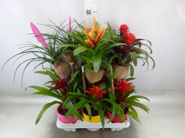 <h4>Bromelia   ...on wood  H%</h4>