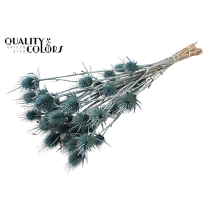 Cardi Distel Natural 10pc/bunch 55cm Frosted Blue