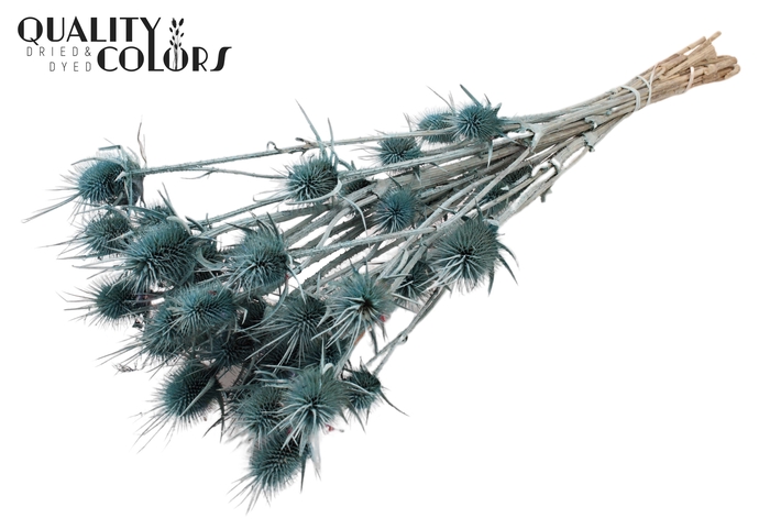 <h4>Cardi Distel Natural 10pc/bunch 55cm Frosted Blue</h4>