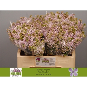 SYR V LILA WONDER