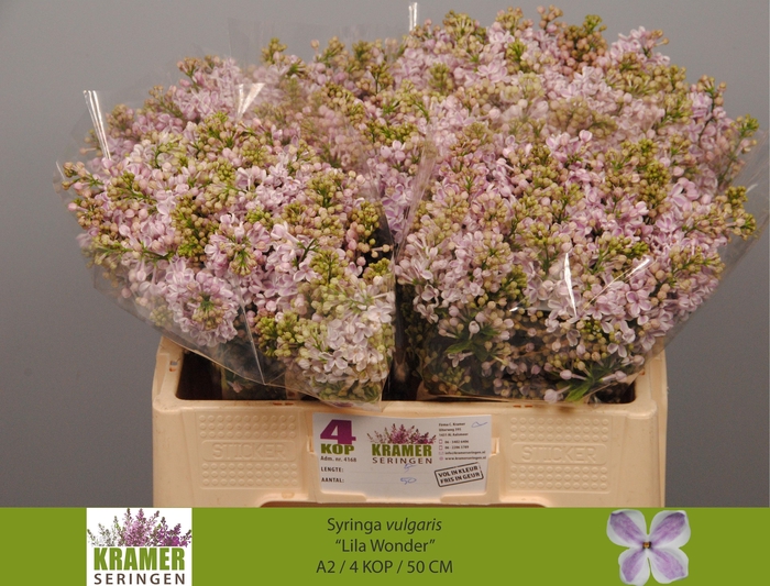 <h4>SYR V LILA WONDER</h4>