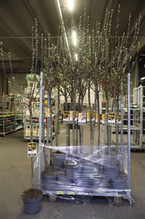 <h4>Malus Golden Hornet</h4>