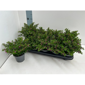 CUPH HYSSOPIFOLIA