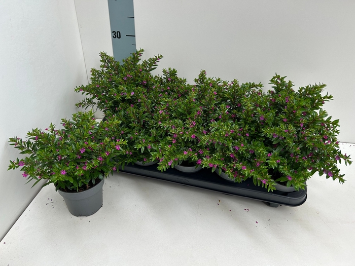 <h4>CUPH HYSSOPIFOLIA</h4>