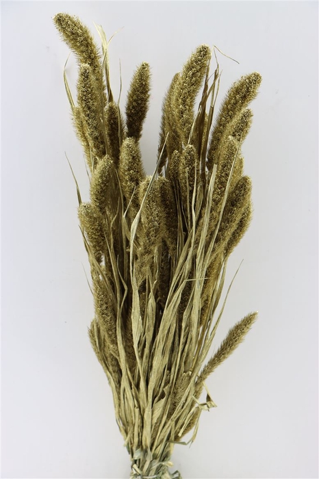 <h4>Dried Setaria Gold Bunch</h4>