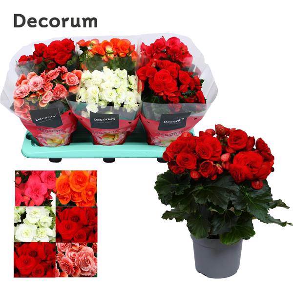 <h4>Begonia Gemengd MET WIT zonder geel</h4>