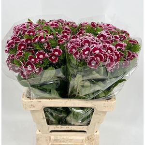 Dianthus Br Am King Supra