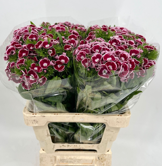 <h4>Dianthus Br Am King Supra</h4>