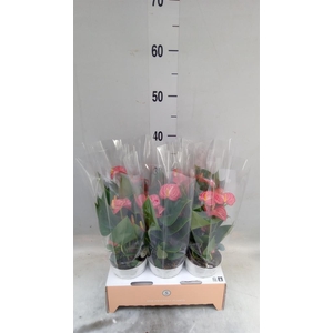 Anthurium andr. 'Livium Red Mirco'