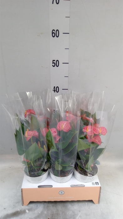 <h4>Anthurium andr. 'Livium Red Mirco'</h4>