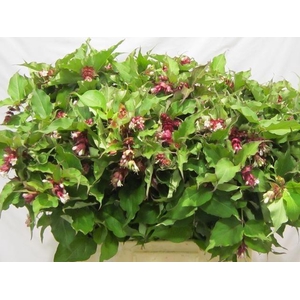 Leycesteria Formosa