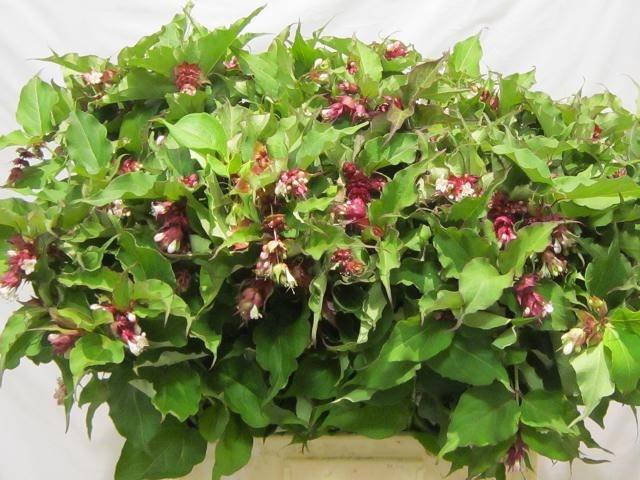 <h4>Leycesteria Formosa</h4>