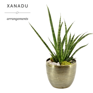 Xanadu Phoenix