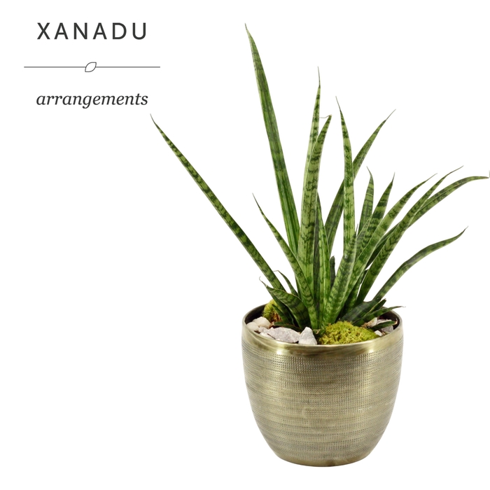 <h4>Xanadu Phoenix</h4>