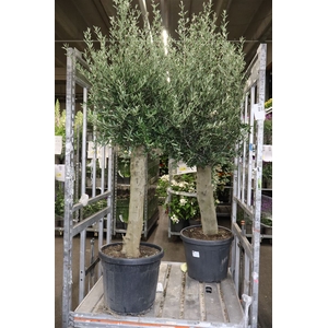Olea Europaea
