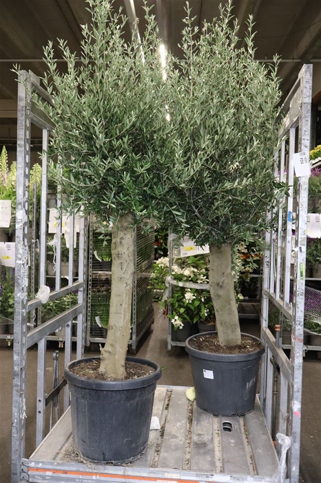 Olea Europaea