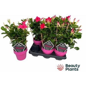 MANDE SUN PINK