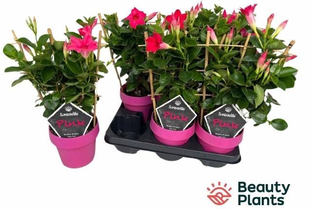 <h4>MANDE SUN PINK</h4>