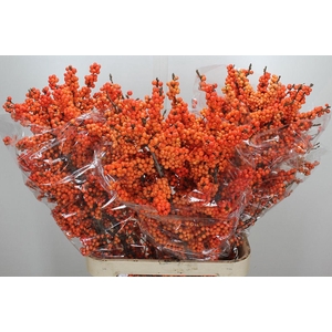 Ilex Ve Winter Gold 100cm