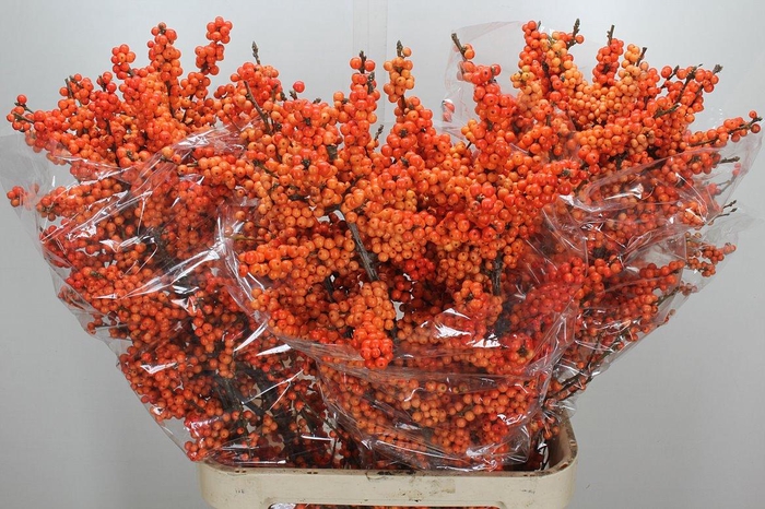 <h4>Ilex Ve Winter Gold 100cm</h4>