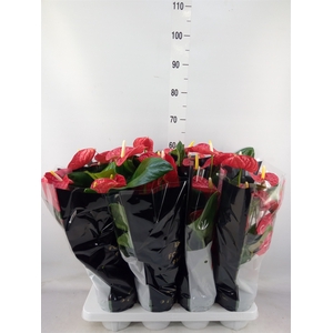 Anthurium andr. 'Madural'