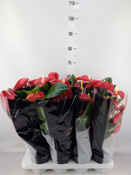 <h4>Anthurium andr. 'Madural'</h4>