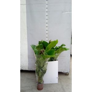 Tacca chantrieri