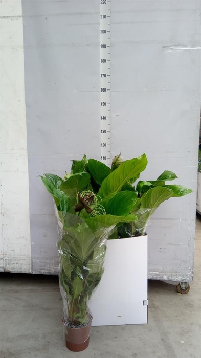 <h4>Tacca chantrieri</h4>