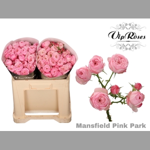 R TR PINK MANSFI PARK