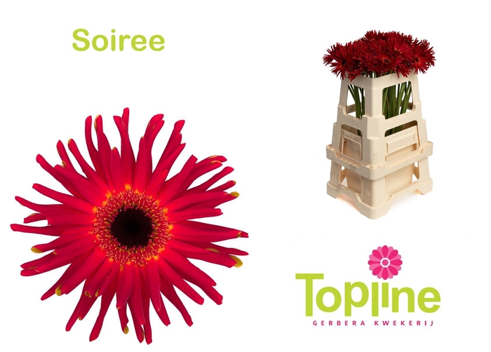 <h4>Pastini Soiree</h4>