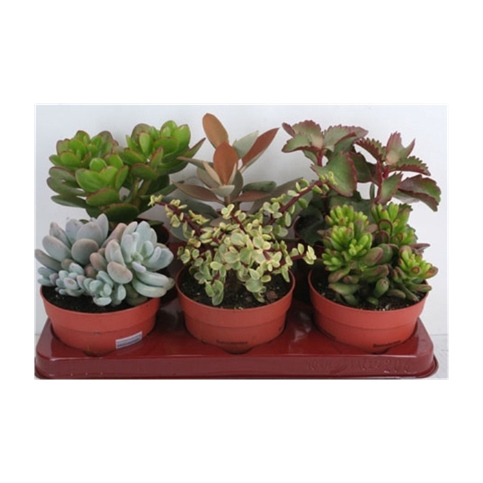 <h4>140 Succulenten mix 12 cm</h4>
