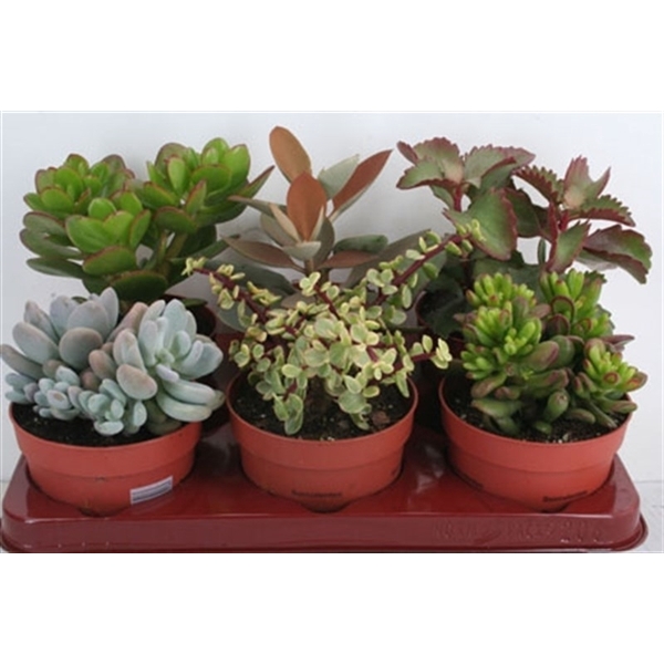 <h4>140 Succulenten mix 12 cm</h4>