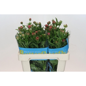 Ranunculus Butterfly Musa