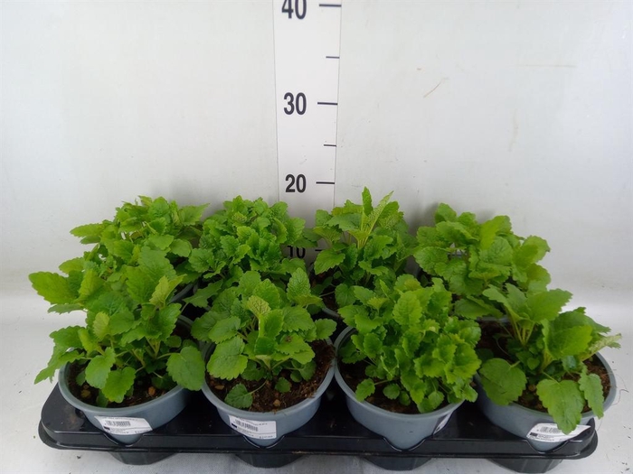 <h4>Melissa officinalis</h4>