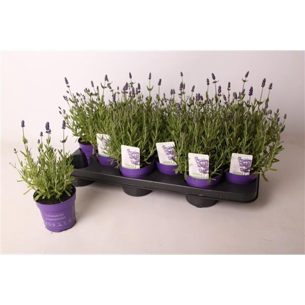 <h4>Lavandula angustifolia 'Ardèche Blue'</h4>