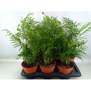 Chamaedorea elegans