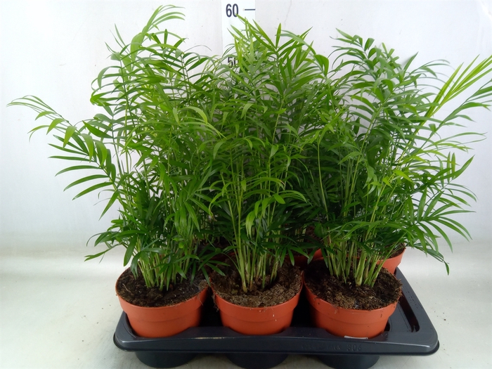 <h4>Chamaedorea elegans</h4>