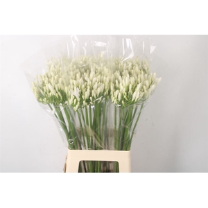 Agapanthus Eyfori White