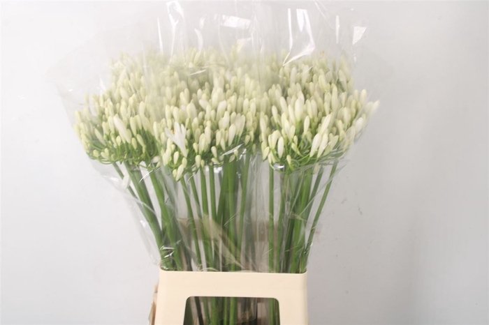 <h4>Agapanthus Eyfori White</h4>