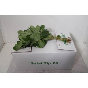 Salal Tips X25 (p. Bos)