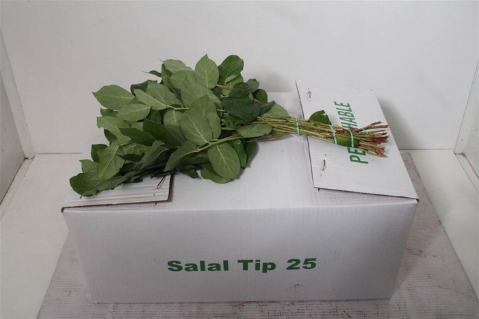 <h4>Salal Tips X25 (p. Bos)</h4>